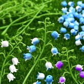 블루 은방울 꽃  N-03-006 × 1개