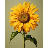 NANA-02 해바라기 × 1세트