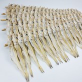 줄노가리 160급 40마리 × 1개