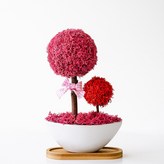 05_씨클라멘 × 1개