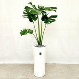 14.몬스테리아 × 1개