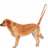 橙色【建議4公斤-30公斤使用】,織帶寬2cm，可調節約40cm-70cm × 1套