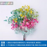 【乾花束】混色滿天星 × 1個