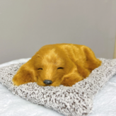 닥스훈트 × 1개