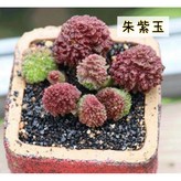 朱紫玉（單片）-單片葉子無根,裸根寄出（不含盆栽 × 1個