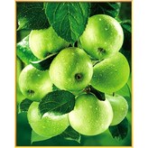 KS010-재물 청사과 × 1개