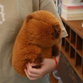 카피바라 25cm × 1개