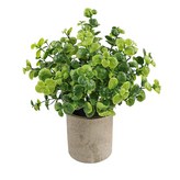 Ａ金錢草 含盆栽 (W0300) × 1個