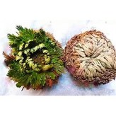 復活草,6公分以下（小顆） × 1個