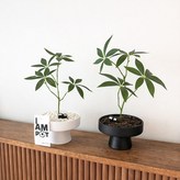 매트팟 파키라 (블랙) × 1개