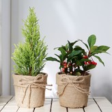 율마+율마 × 1개