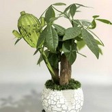 仙人掌綠色,90ML仙人掌 澆花器 × 1個