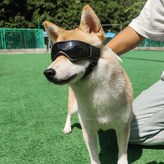 Mindlab 강아지고글(블랙)