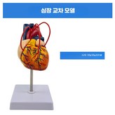 대형 심장 교차 모델 × 1개