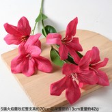 5頭火焰蘭玫紅:1個 × 1個