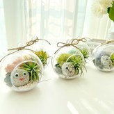 1.핑크이끼 × 1개