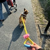 桔色,130厘米 × 1個