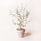 5.마오리소포라+독일토분 화이트크림+받침 × 1개