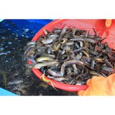 국내산1kg × 1개