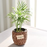 2.테이블야자(땡큐바구니) × 1개