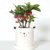 천냥금 곰돌이화분 × 1개