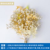 【乾花束】原色滿天星 × 1個