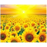 .해바라기 꽃,밭