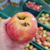 10kg(랜덤) × 1개