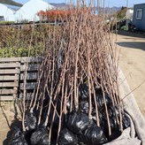 대봉감 5년생 × 1개