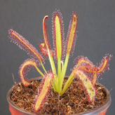 07.끈끈이주걱 카펜시스 와이드 × 1개