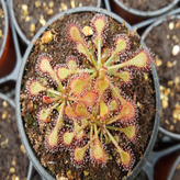 13.끈끈이주걱 에스메랄다 × 1개