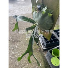 萬花叢 鹿角蕨 白色戀人, 深綠, 1個