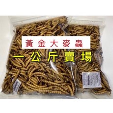 乾燥黃金大麥蟲 1公斤 寵物飼料 適用烏龜蜜袋鼯倉鼠刺蝟龍魚, 麵包蟲乾,500克