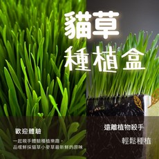 DIY種植小麥草種植組/貓草盆栽, 約50g