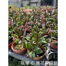 萬花叢園藝 提燈花, 詳見包裝