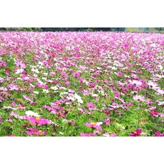 混合花色波斯菊種子 附播撒說明書, 詳見包裝