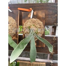 萬花叢 OMO鹿角蕨 板植觀葉植物, 綠色, 1個
