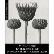 (英文圖書) Vintage Art: Karl Blossfeldt 20 Botanical Photography Prints 平裝版, Blurb, 英文
