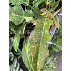 萬花叢 火之戒 觀葉植物 3吋盆栽, 綠色