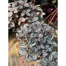 萬花叢 觀葉植物 室內盆栽 淨化空氣