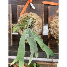 萬花叢 銀鹿鹿角蕨 觀葉植物, 綠色, 1個