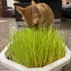 種子王國 貓草 小麥草【芽菜種子】約100克/包 分包裝種子, 1個, 小麥草