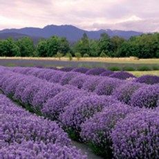 斑馬麥麥 德國印刷餐巾紙 (0851-0860/蝶古巴特/拼貼用)