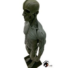 藝用人體解剖模型 男性全身素體 1:6 皮膚 肌肉組織(灰色)-附底座, 詳見包裝