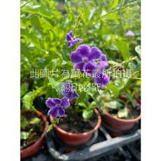 萬花叢 灌木植物 蕾絲金露花 3吋盆栽, 紅棕色, 1個