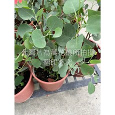 萬花叢 心葉桉 觀葉植物 5吋盆栽, 綠色