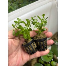 臥水族 小對葉盆草 水草 中景 耐熱 免CO2 陰性草 水族箱造景 新手推薦