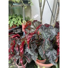 萬花叢 觀葉植物 羅西海棠/羅西秋海棠 7吋盆栽 (無法超取), 1個