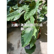 萬花叢 觀葉植物 觀音蓮 1尺盆 高約60-80cm 盆栽, 茶色, 1個