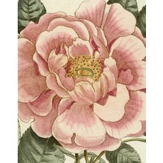 (英文圖書) John Derian Picture Book II 精裝版, Artisan Publishers, 英文